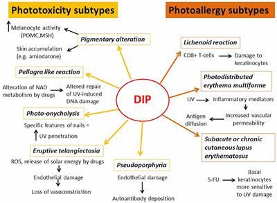 Drug-Induced Photosensitivity: Clinical Types of Phototoxicity and Photoallergy and Pathogenetic Mechanisms